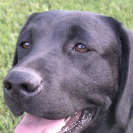 Labrador Retrievers from WFH Labradors