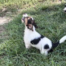 Russell Terrier puppies from Karson Russell Terriers & Mystic DK Australian Cattle Dogs