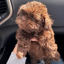 Latte - Chocolate female Shih Tzu puppy in Azusa, California from RJ Shih Tzu lover