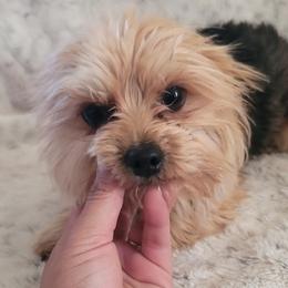 Obi - Yorkshire Terrier