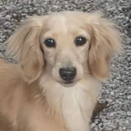 Gambler - Dachshund