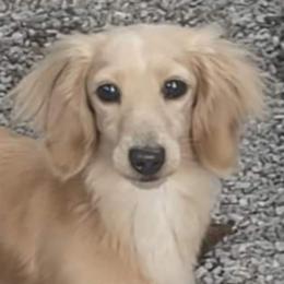 Gambler - Dachshund