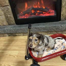 Emily - Dapple female Dachshund puppy in Pocola, Oklahoma from D & F Doxies
