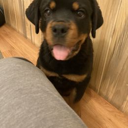 Rottweiler Puppies from Oakville Rottweilers