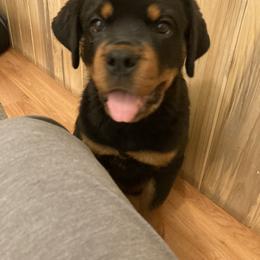 Rottweiler Puppies from Oakville Rottweilers