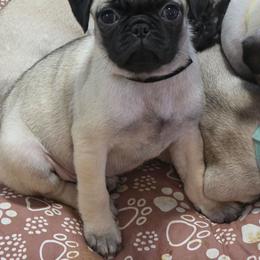 Lacey - Black Collar - Fawn female Pug puppy in Olin, North Carolina from Piggy Pugs