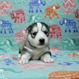 Heidi - Gray and white female Siberian Husky puppy in Lunenburg, Vermont from SNOW WOOLY HUSKY