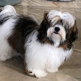 Kissy - Havanese