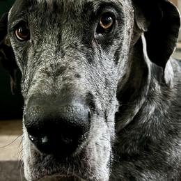 Xena - Great Dane