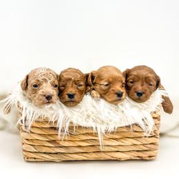 Goldendoodle Puppies from Dreaming Doodles