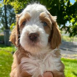Arizona Boy BLUE EYES - Merle male Bernedoodle puppy in Horseshoe Bend, Idaho from Over the Moon Poodles and Doodles