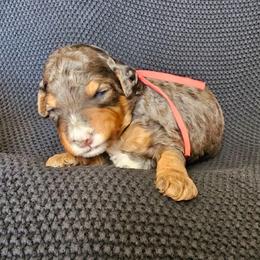 Mr. Giggles - Merle male Bernedoodle puppy in Decatur, Georgia from So Adoodable