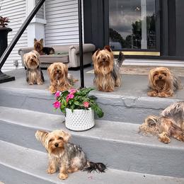 Yorkshire Terriers from Yorkie Acres (@yorkie_2_life)