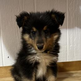 Shetland Sheepdogs from Cedar Hill Kennels