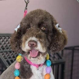 Chocolate - Labradoodle