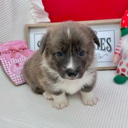 River - Brindle and white male American Corgi puppy in Waskom, Texas from Piney Woods Corgis