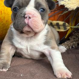 Freddy - Blue fawn male French Bulldog puppy in Miami, Oklahoma from Cassie’s Frenchie Palace