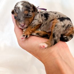 Reese's - Merle female Cavapoo puppy in Dayton, Idaho from Rocky Ledge Puppies