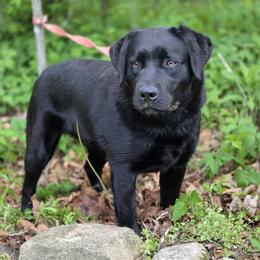 Tika - Labrador Retriever