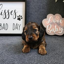 Milana 3,000 PRA clear - Sable female Dachshund puppy in Dade City, Florida from Kingpindoxies
