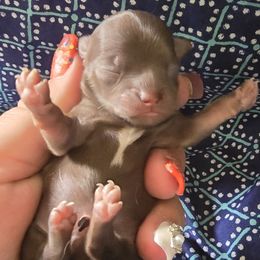 Chaucer - Chocolate and white male Chihuahua puppy in Amity, Pennsylvania from Baxters Chihuahuas