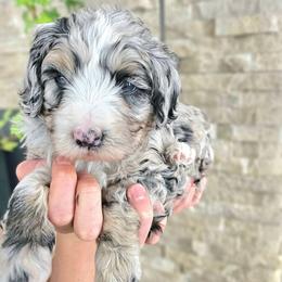 Seine Loire - Blue merle female Bernedoodle puppy in Marshall, Michigan from Whispering Aspen Homestead