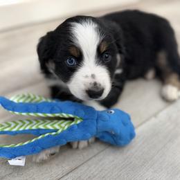 Arrow - Black tri-color female Australian Shepherd puppy in Niles, Michigan from Tara's Australian Shepherds