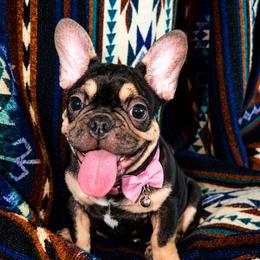 Chanel - Black and tan female French Bulldog puppy in Florida from Doxie Rugrats