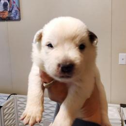 Red ear mottled - Red mottled male Australian Cattle Dog puppy in Lenoir, North Carolina from Blue Coyote Ranch