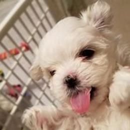 Maltese Puppies from JoDi's Maltese