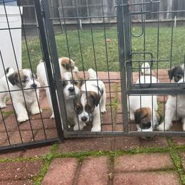 Russell Terrier Puppies from Roger's Russell Terriers