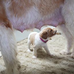 Labradoodle and Poodle Puppies from Caris Paws Poodles and Labradoodles