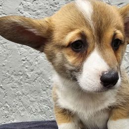 "Charlie Brown" Green Collar - Red Pembroke Welsh Corgi puppy in Boise, Idaho from Eevee's Corgidex