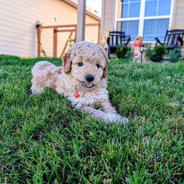 Double Doodle and Goldendoodle Puppies from Big Red Paw Doodles