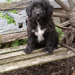Indigo - male Aussiedoodle puppy in Milford, Indiana from Olde Heritage K-9