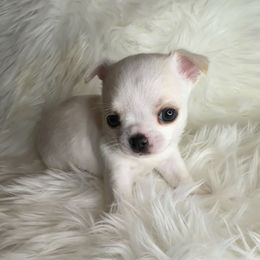 Boy 1 - Cream and white male Chihuahua puppy in Fargo, North Dakota from Wild Prairie Chihuahuas
