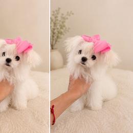 Ultra tiny korean baby 16000 - White female Maltese puppy in Miami, Florida from Natalias Tiny Puppies