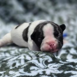 Blue collar - Brindle and white male French Bulldog puppy in Polk City, Florida from Best Friend Frenchies, LLC