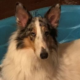 Sue - Collie