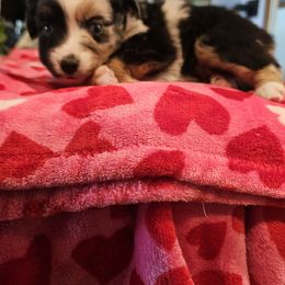 Nebula - Blue merle female Miniature American Shepherd puppy in New Providence, Pennsylvania from Tons of Kisses