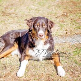 Australian Shepherd All Grown Up from Wexford Creek Aussies