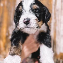 Bernedoodle, Bernese Mountain Dog, and Goldendoodle Puppies from Red Door Canines