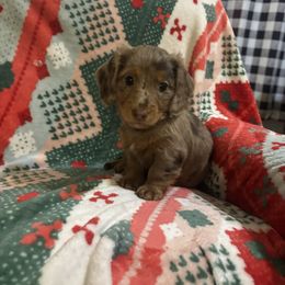 Reno - Dapple male Dachshund puppy in Humphreys, Missouri from Foster’s Dachshunds