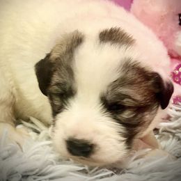KADEE Pink collar female - White and badger female Great Pyrenees puppy in Fair Grove, Missouri from Allen Wags & Woolies