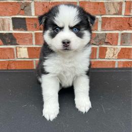 Daisy - Black and white female Pomsky puppy in Henderson, Kentucky from Paris Pomskies