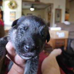 Shiloh Shepherd Puppies from Heritage Shilohs