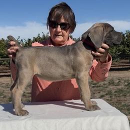 Cuore - Fawn female Cane Corso puppy in Dayton, Oregon from BlackStar Cane Corso