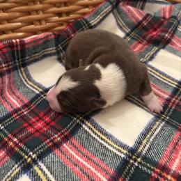 Bolt - White and red male Border Collie puppy in Centerton, Arkansas from Chappell Breeding