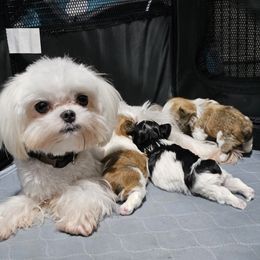 Ava - Maltese