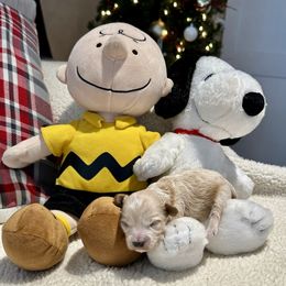 Cavachon and Cavapoochon Puppies from Forever Puppies 4U